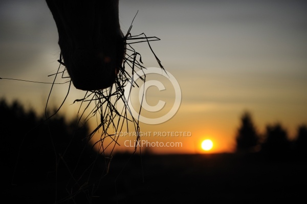 Eating Hay