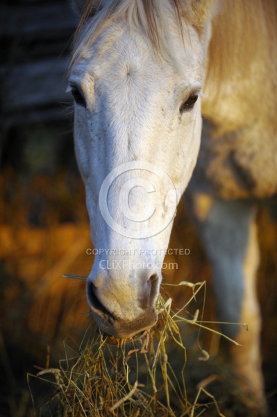 Eating Hay