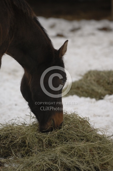 Eating Hay