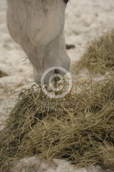 Eating Hay