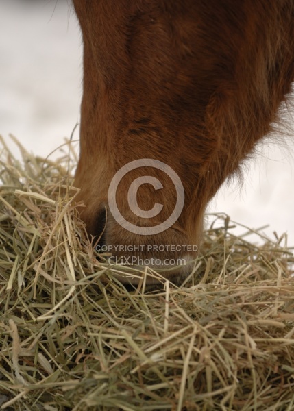 Eating Hay