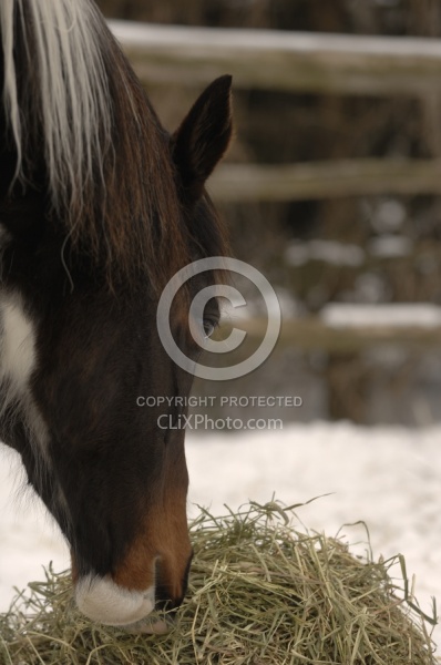 Eating Hay