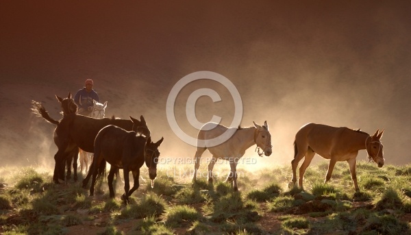Crossing The Andes Bringing in the Mules