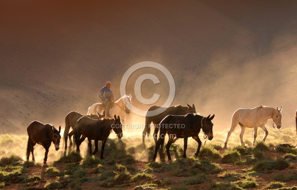 Crossing The Andes Bringing in the Mules