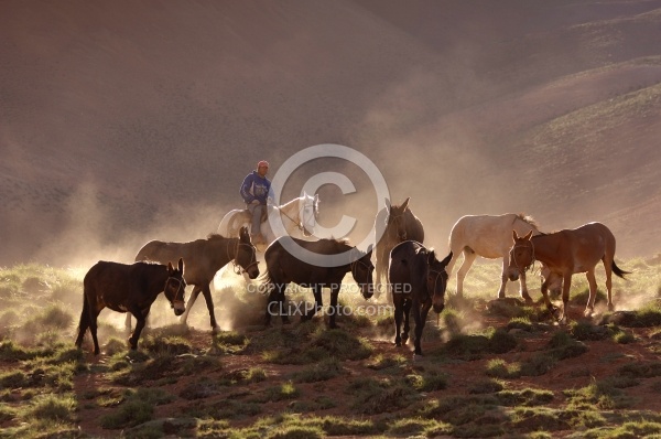 Crossing The Andes Bringing in the Mules