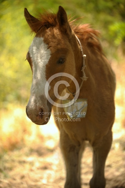Criollo Foal follows the Andes Ride