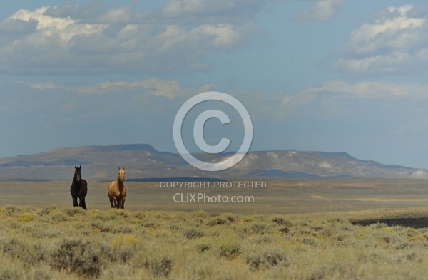Wild horses in Wyoming