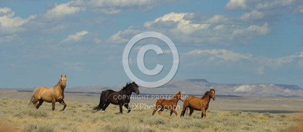 Wild horses in Wyoming