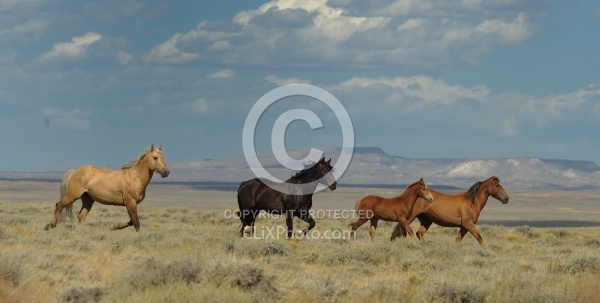 Wild horses in Wyoming