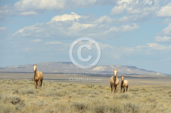 Wild horses in Wyoming