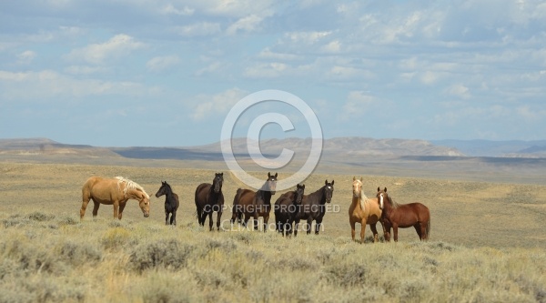 Wild horses in Wyoming