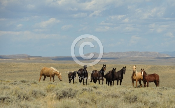 Wild horses in Wyoming