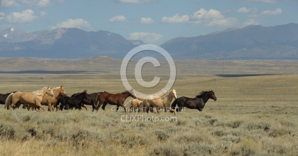 Wild horses in Wyoming