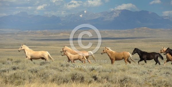 Wild horses in Wyoming