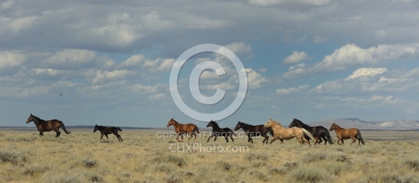 Wild horses in Wyoming