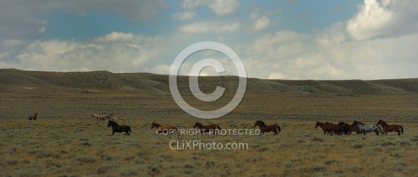 Wild horses in Wyoming