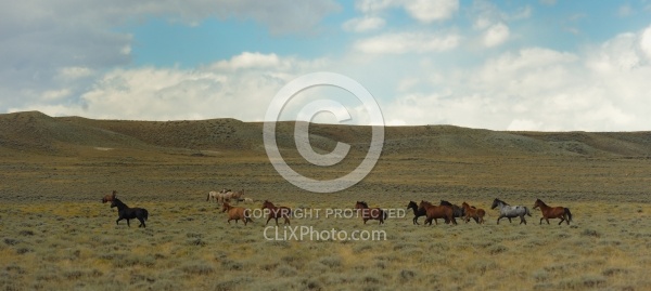 Wild horses in Wyoming