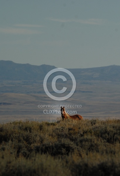 Wild horses in Wyoming
