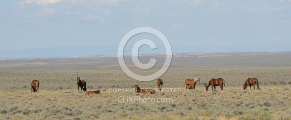 Wild horses in Wyoming