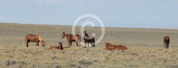 Wild horses in Wyoming