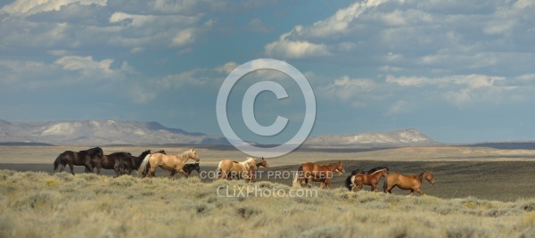 Wild horses in Wyoming