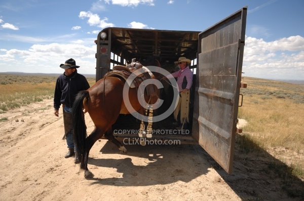 Trailering the horses after the Ride to the Wild horses with Blue Sky Sage