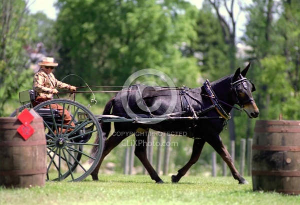 John Henry at the 2000 Carriage Classic John Henry