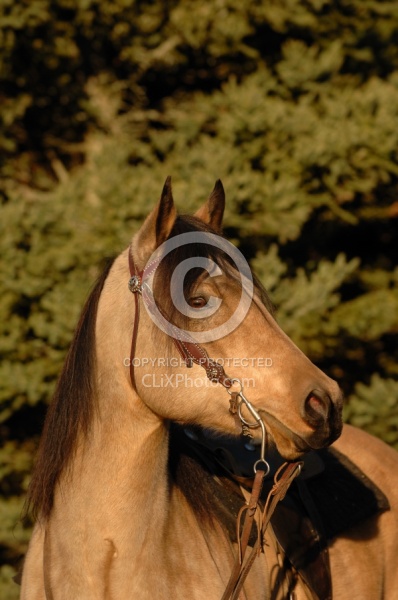 Western Bridle with Bit