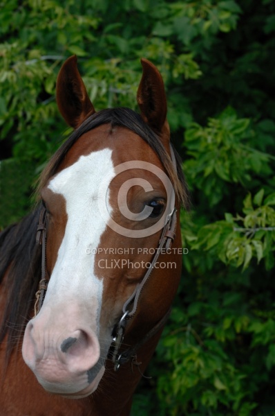 Quarter Horse Portrait