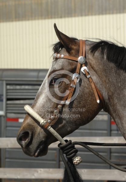 Appaloosa Portrait Western