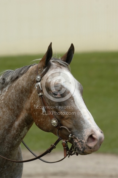 Appaloosa Portrait Western