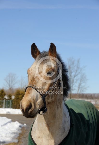 Appaloosa Portrait