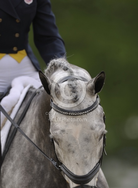 Dressage Dressage Turn Out