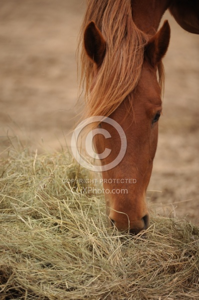 Eating Hay