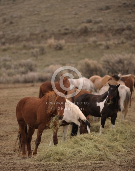 Eating Hay