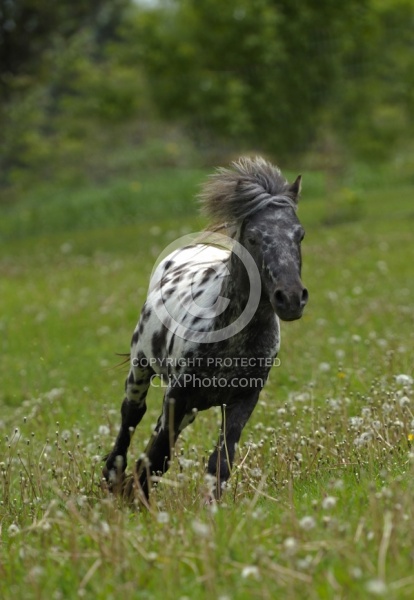 Spotted Miniature Free Running