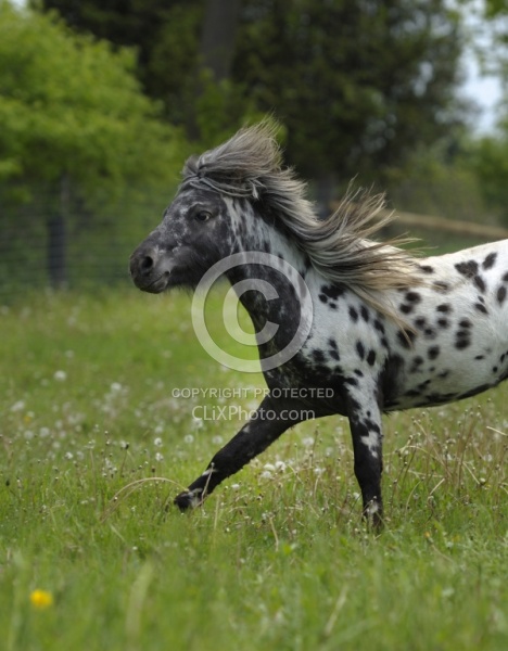 Spotted Miniature Free Running