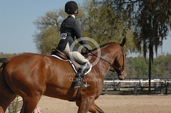 Hunter in Ring on Flat