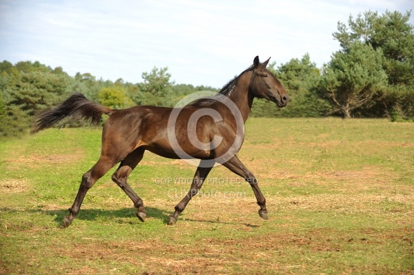 Standardbred Free Running