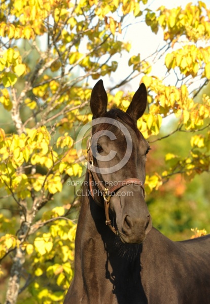Standardbred Portrait