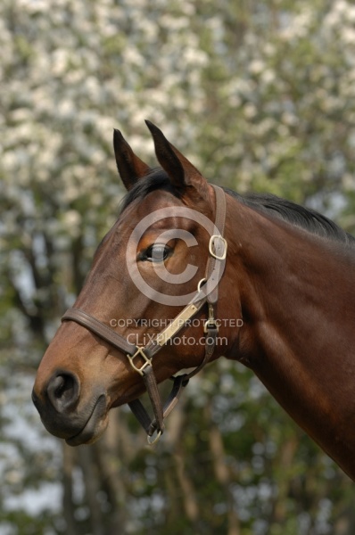 Thoroughbred Portrait