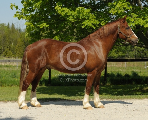 Welsh Cob Conformation