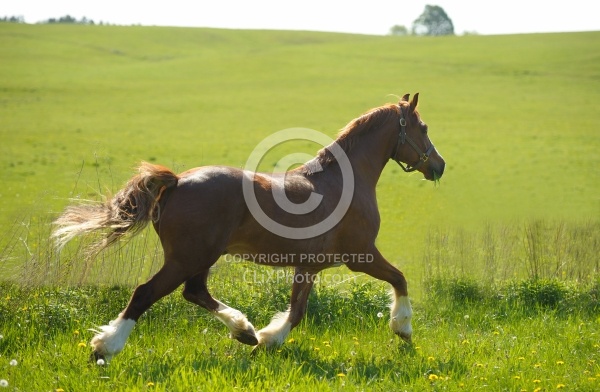 Welsh Cob Free Running