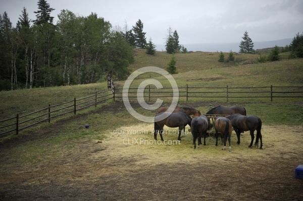 Eating From Hay Feeder