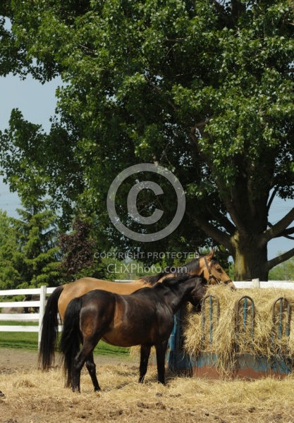 Eating From Hay Feeder