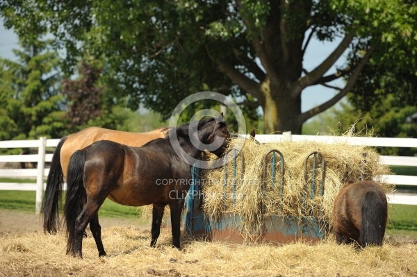 Eating From Hay Feeder