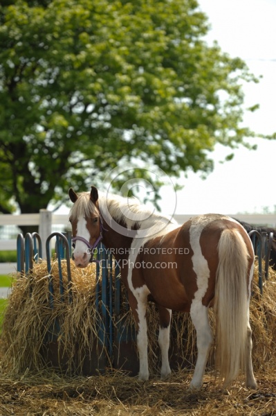 Eating From Hay Feeder