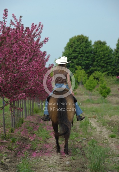 Trail Riding Quarter Horse Summer