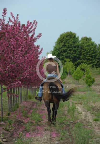 Trail Riding Quarter Horse Summer