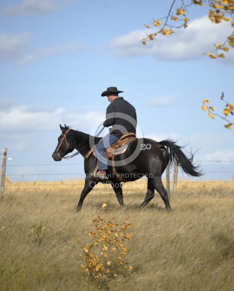 Wild Deuce Working Mountain Horse Competition